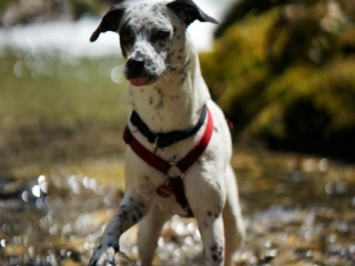 nacimi-hundetraining-hund-am-bach