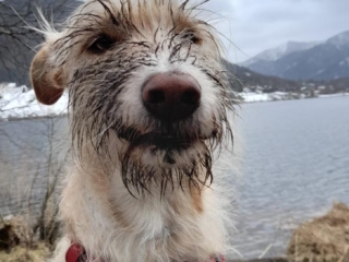 nacimi-hundetraining-hund-am-see