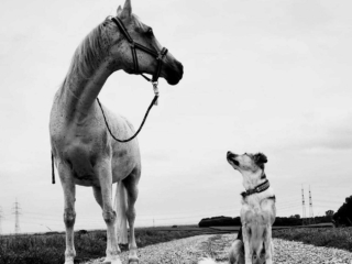 nacimi-hundetraining-hund-und-pferd-