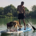 nacimi-hundetraining-mann-mit-drei-hunden-auf-einem-sup-quadrat
