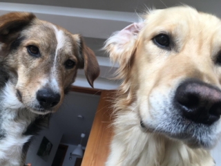 nacimi-hundetraining-zwei-hunde-schauen-in-die-kamera