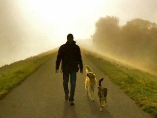 nacimi-hundetraining-mann-mit-zwei-hunden-auf-strasse-im-nebel