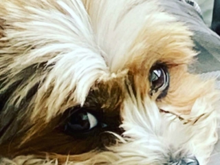 nacimi-hundetraining-suesser-kleiner-hund